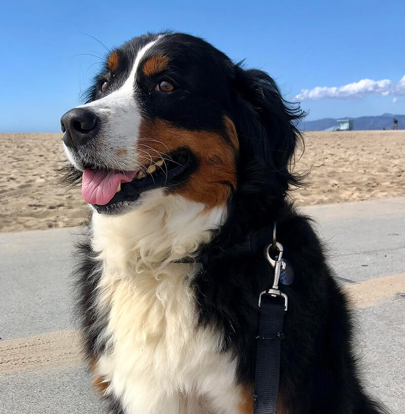 addie at the beach