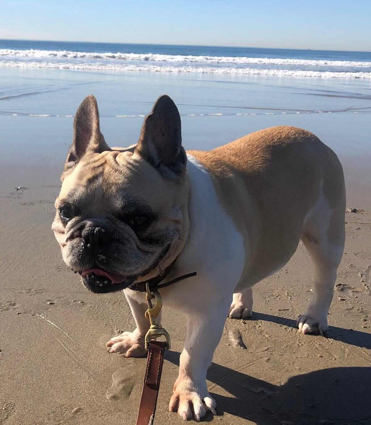 small dog on the beach